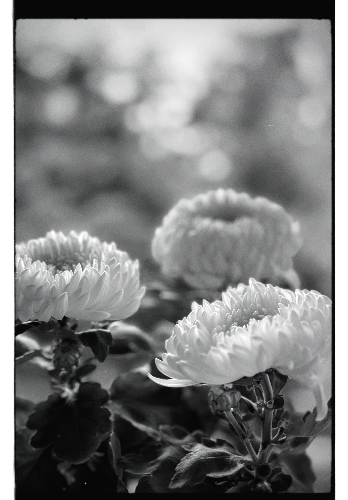 白菊花特写，黑白影调