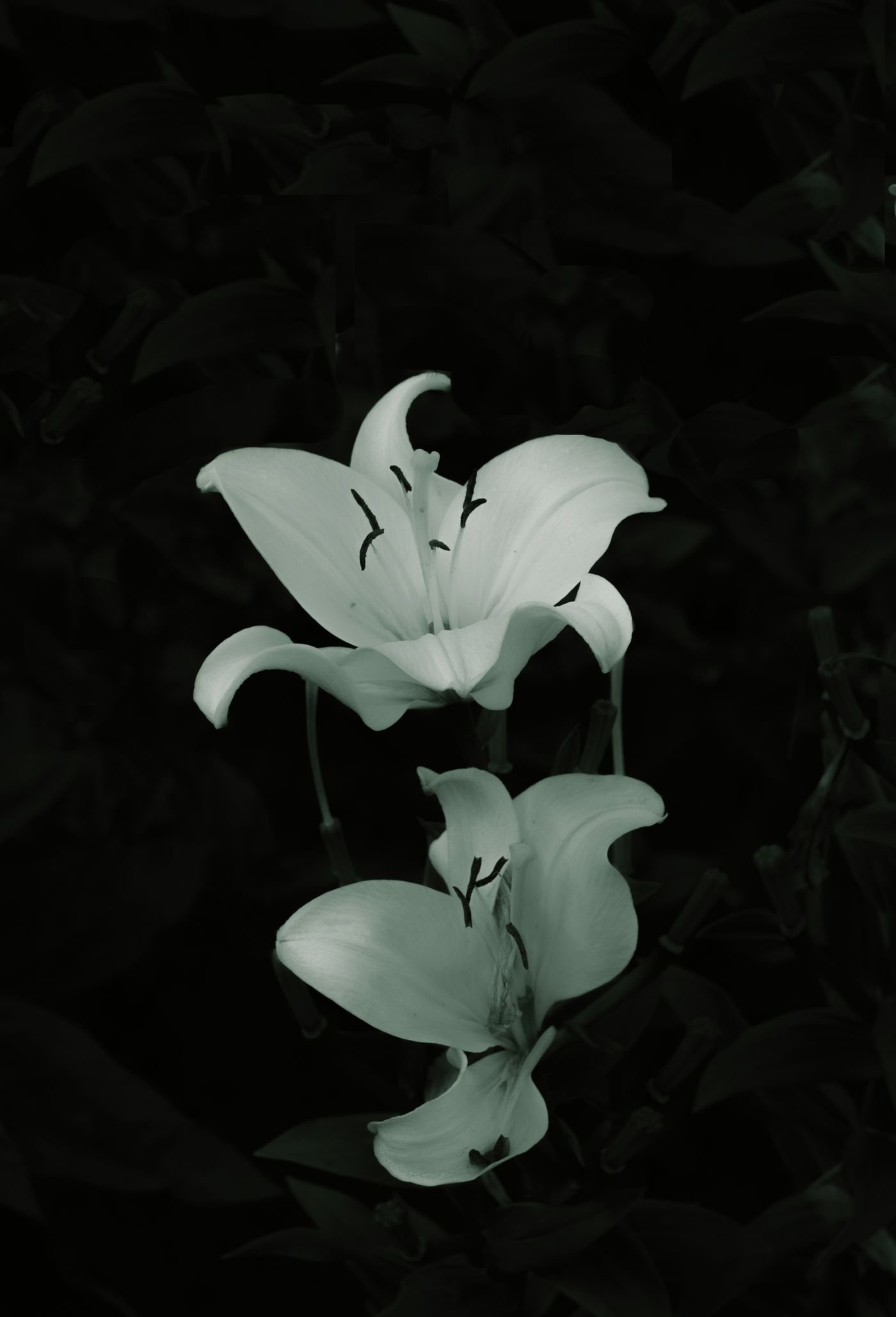 百合花特写，黑白影调