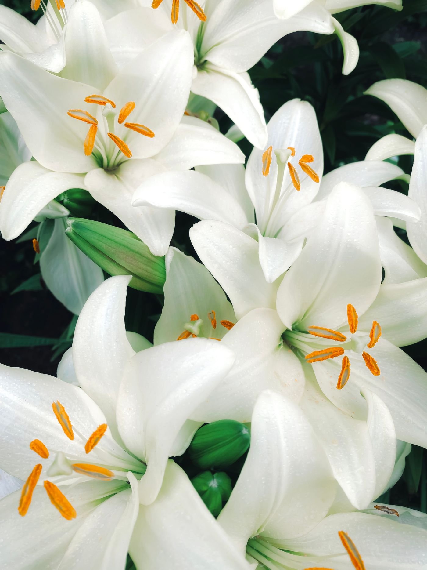 一束素白花卉